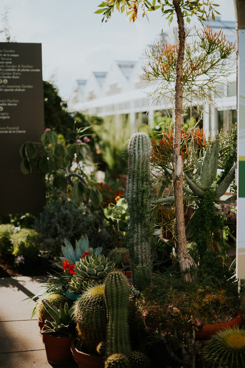 Ausstellung von verschiedenen Kakteen